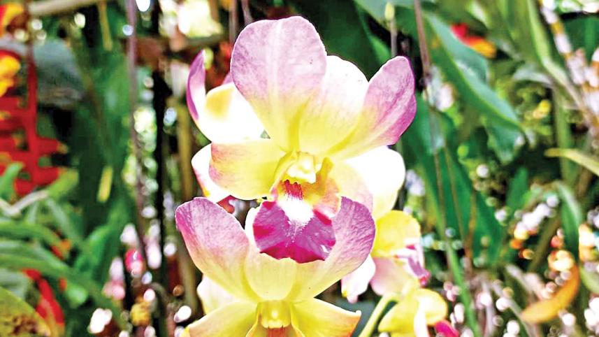 opulence-orchids-2.jpg