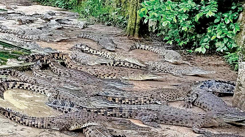 crocodile.jpg