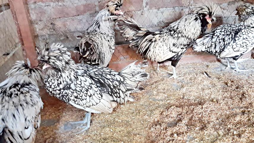 hen.jpg