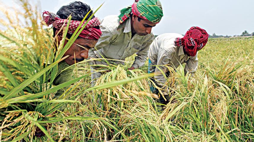 aman-paddy.jpg