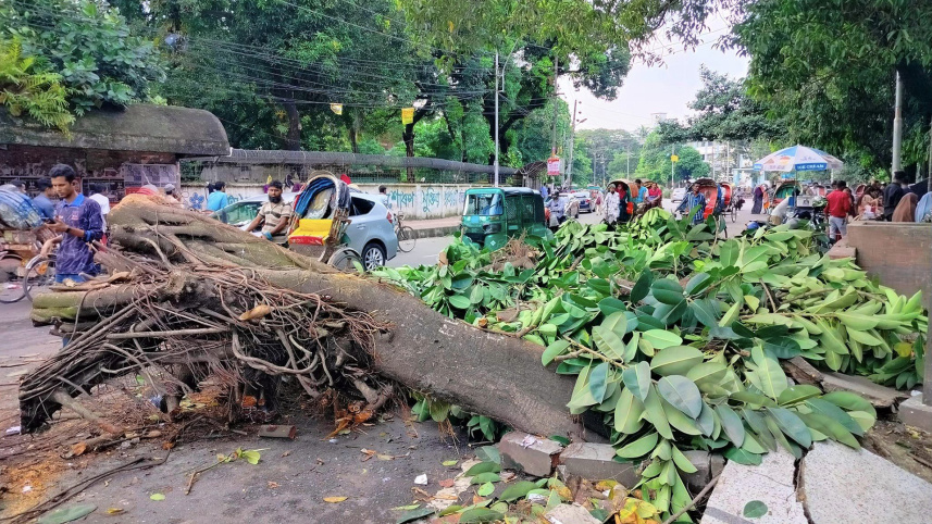 tree-web-2.jpg