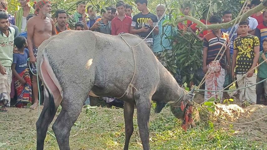 nilgai-capture.jpg