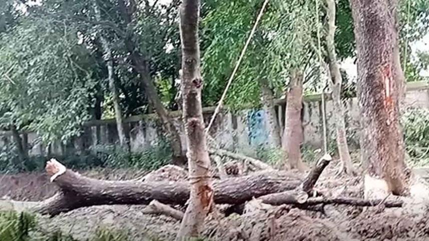 trees-sacrificed-furniture.jpg
