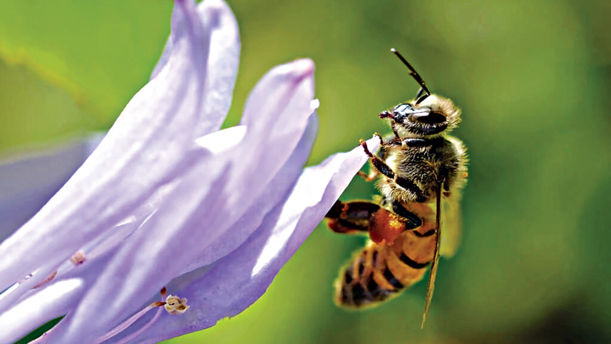 bee.jpg