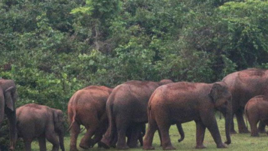 sherpur_elephants.jpg