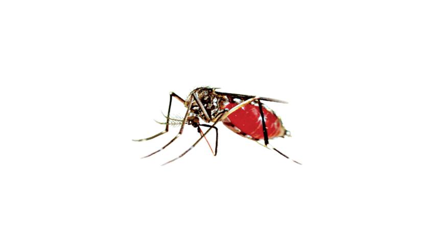 dengue-patients.jpg