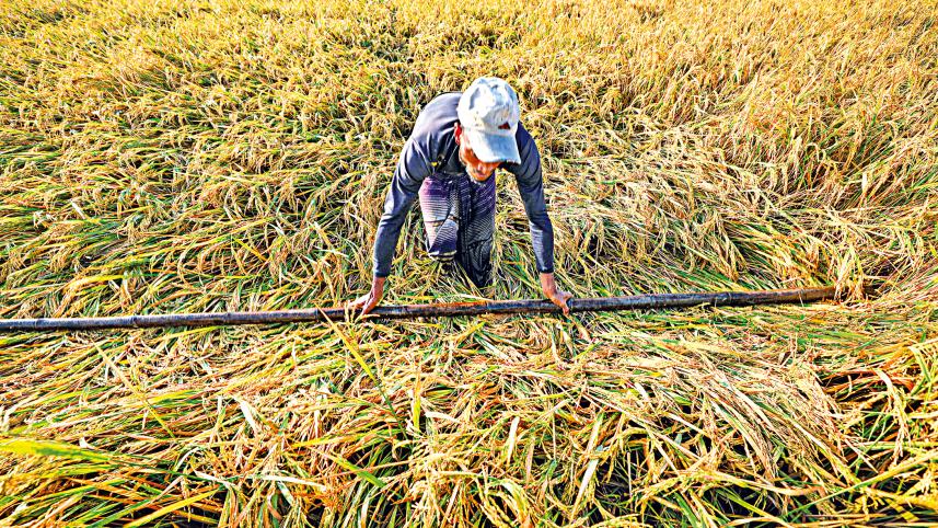 gumai-beel5.jpg