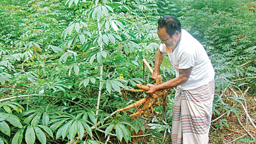 cassava-1.jpg