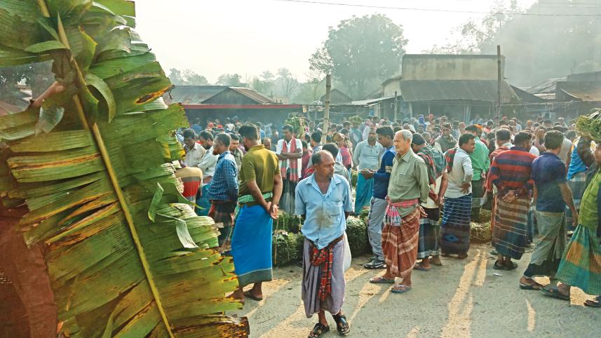 Betel leaf cultivation