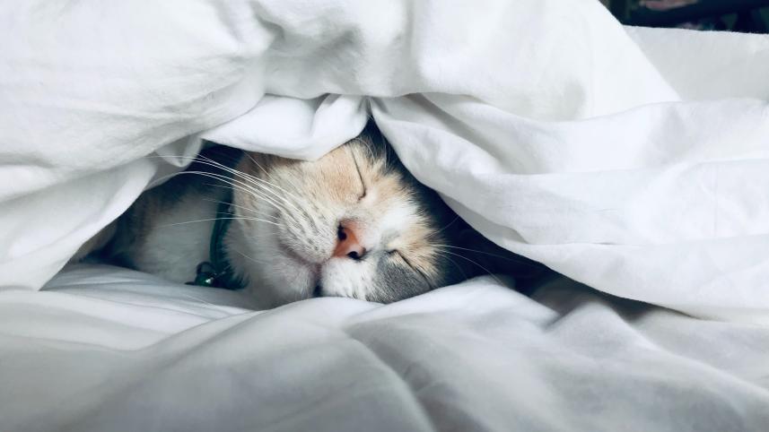 The art of sleep: A sleep whisperer’s guide