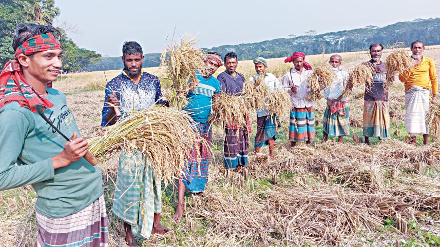 aman-season-paddy.jpg