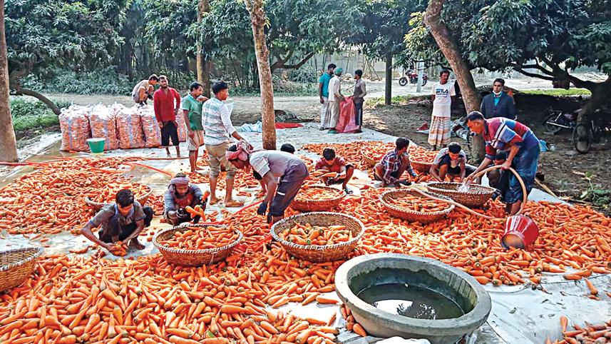 vegetable-cultivation.jpg