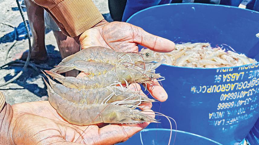 prawn.jpg