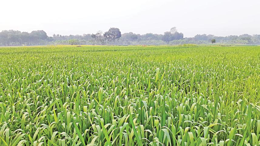 wheat cultivation