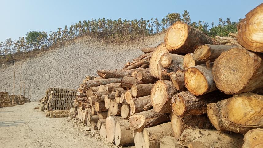 war against trees, environment, destruction of environment, climate change, trees, tree felling, tree felling Bangladesh, deforestation Bangladesh, hatimara tree estate, wildlife sanctuary on fire, rampant development, habitat loss, 