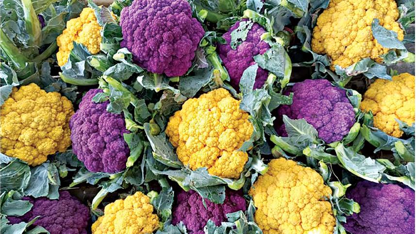 Coloured cauliflower 