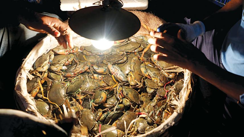 crab1.jpg
