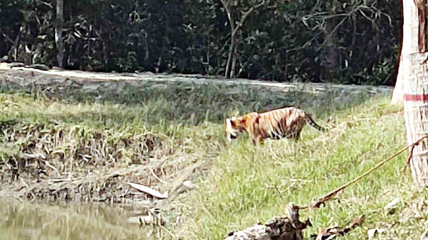 tigers.jpg