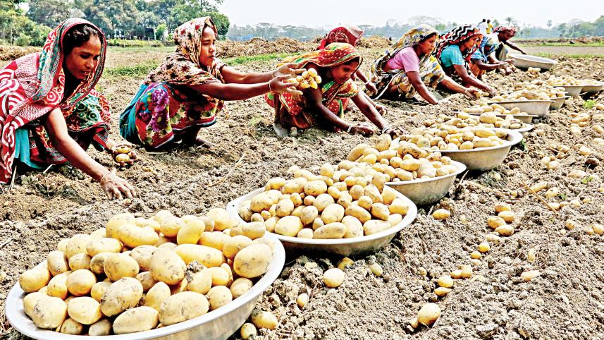 potato-export.jpg