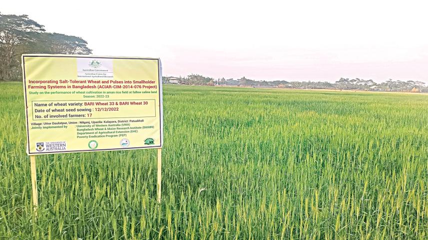 aman-paddy-1.jpg