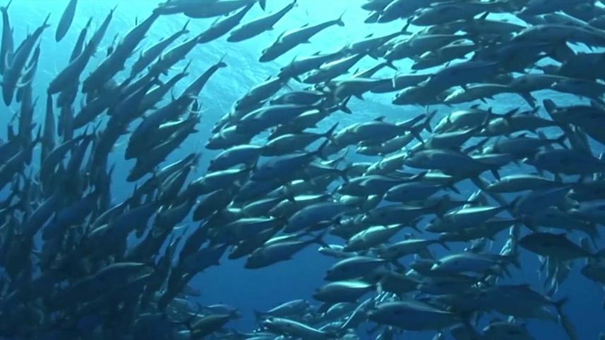 fish.jpg
