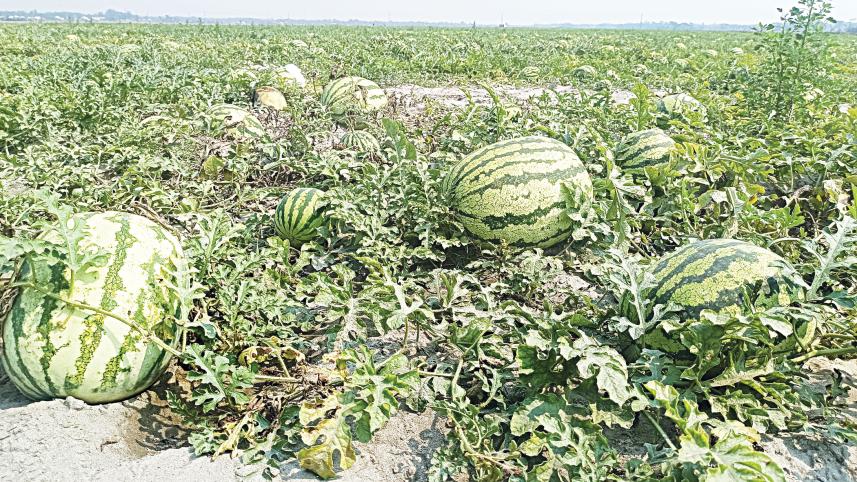 watermelon-2.jpg