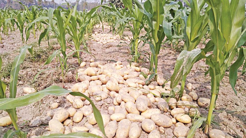 maize.jpg