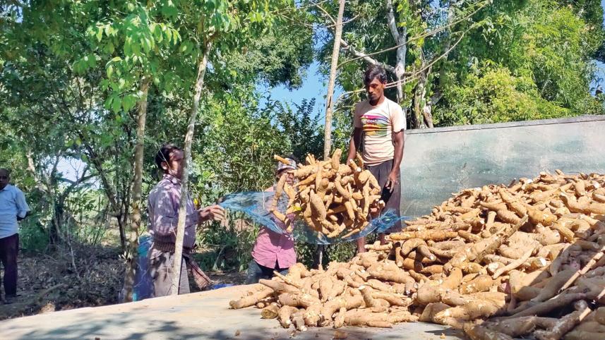 cassava-cultivation-.3.jpg