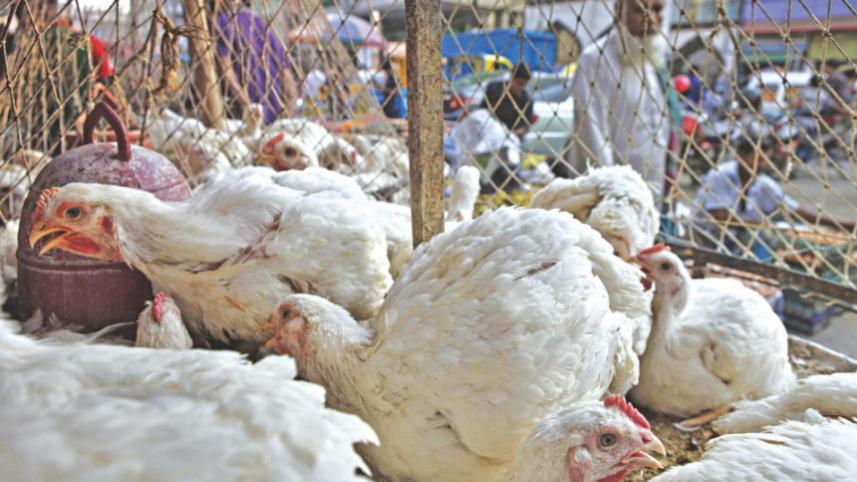 Kazi Farms fined Tk 5 crore, Suguna Food Tk 3.44 crore