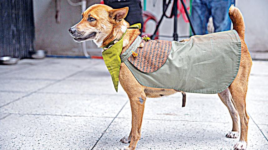 police-dog-1.jpg