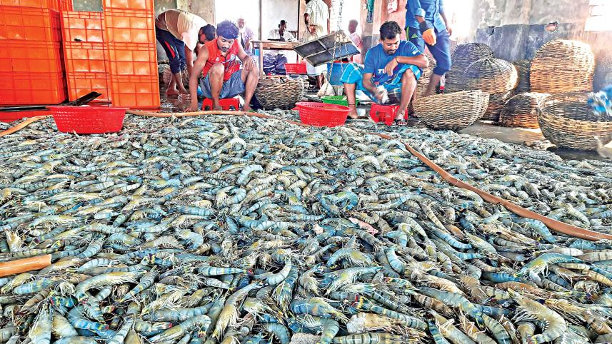 Shrimp exports