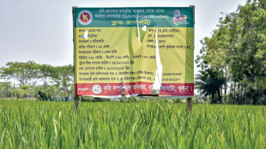 cultivation-of-rice-2.jpg