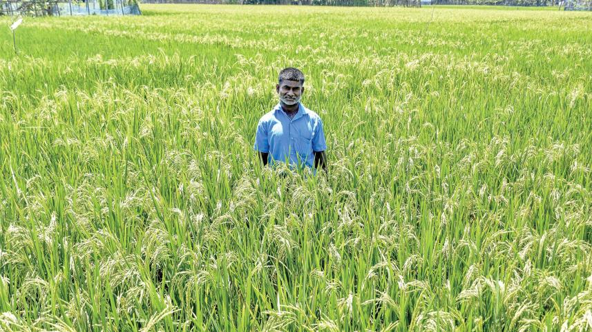 cultivation-of-rice-3.jpg
