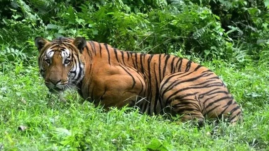 tiger.jpg