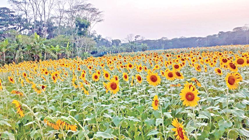 Oilseed cultivation