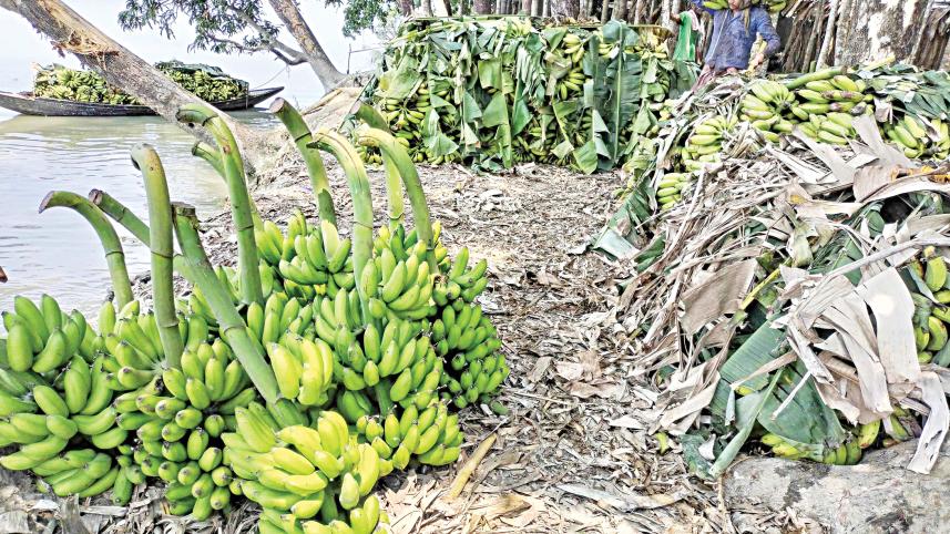 pirojpur_banana.jpg