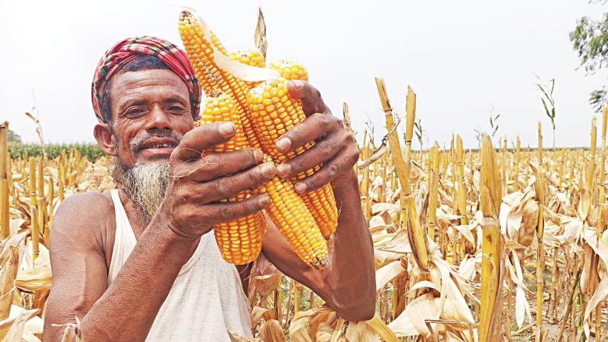 maize1.jpg