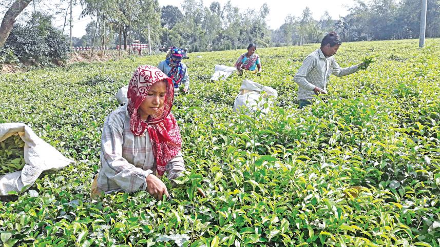 panchagarh.jpg