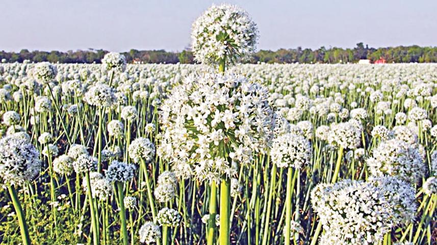 onion-seeds-2.jpg