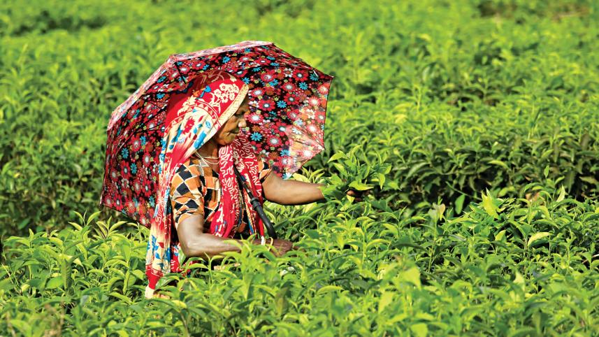 tea-industry-entities.jpg