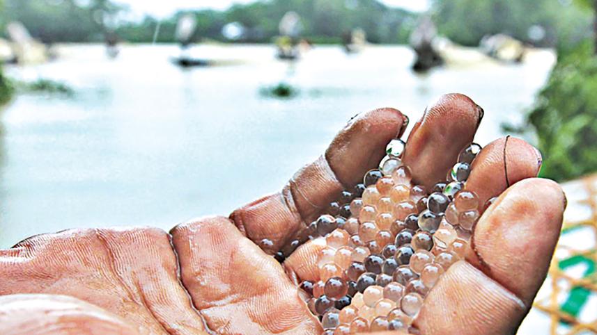 carp-eggs-2.jpg