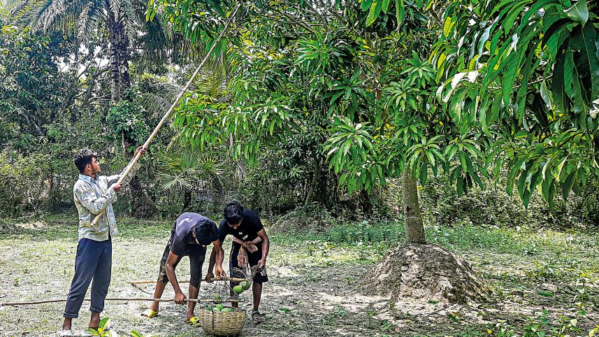 khulna_mango-15.jpg
