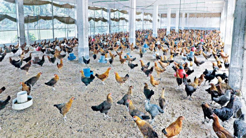Poultry industry