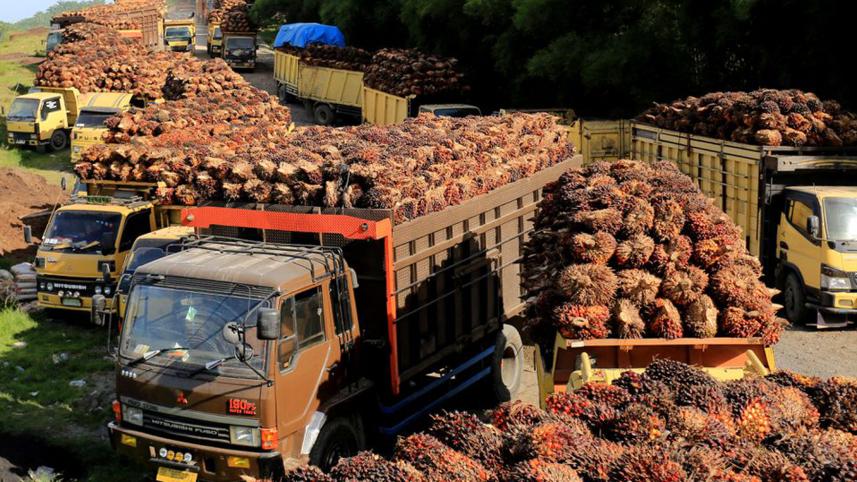 palm-oils.jpg