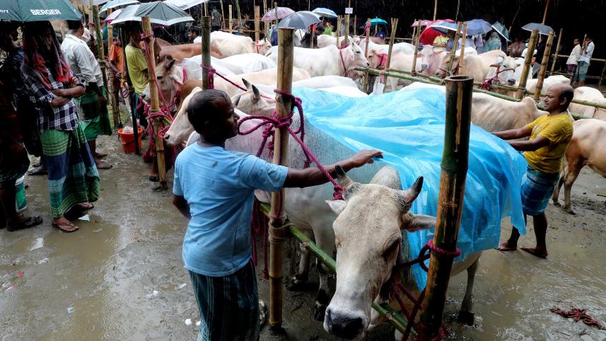 The charm of Mirkadim cows at the Rahmatganj Cattle Market