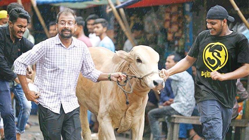 cow.jpg