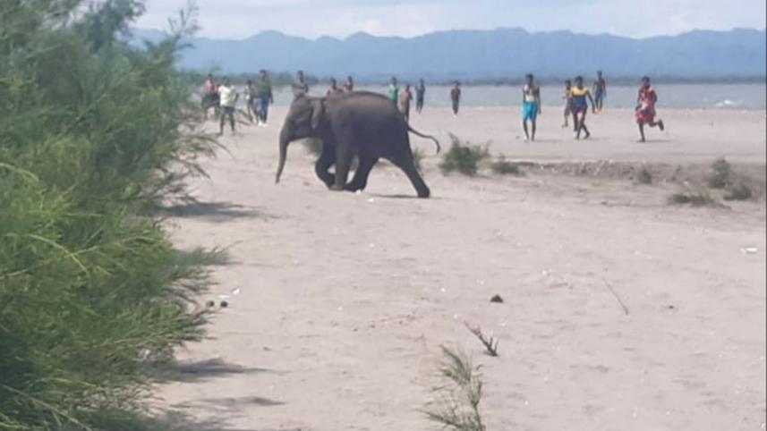 an-elephant-calf.jpg