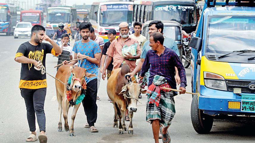 cow3.jpg