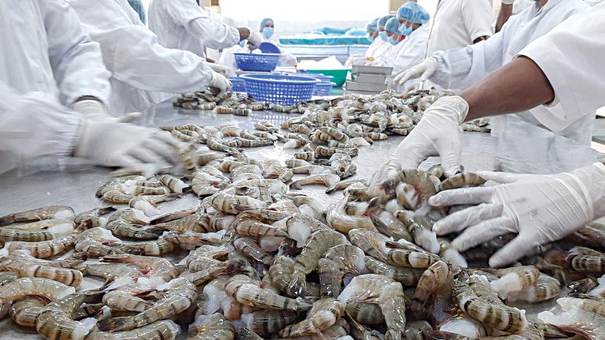 freshwater-shrimp-2.jpg