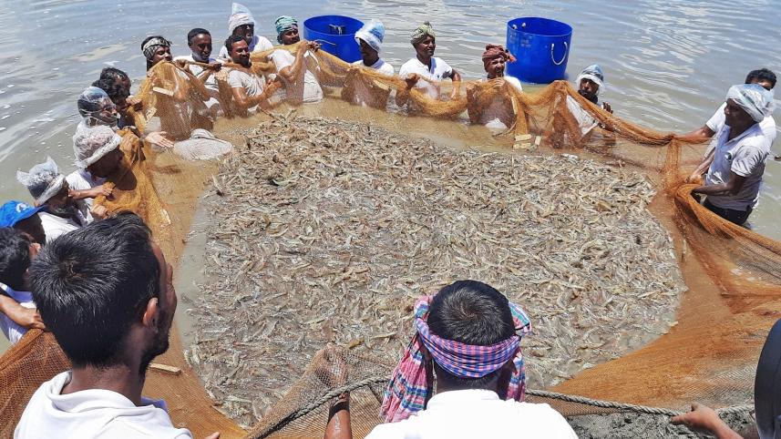 Bangladesh stops vannamei PL shrimp import